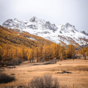 Mélèzes dorés - entre 2 saisons